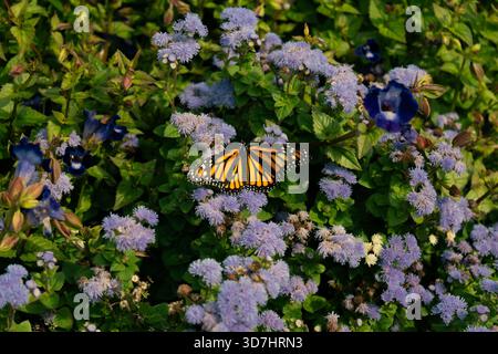 Monarchschmetterling liegt auf blauen Nebelblumen in einem üppigen, grünen Garten. Toronto, ON Stockfoto
