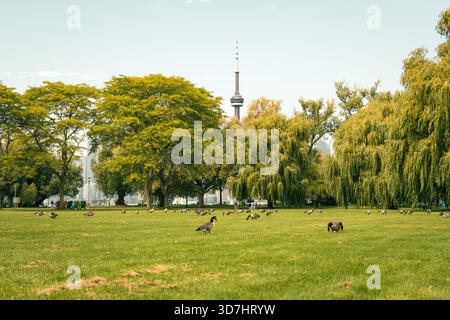 Panoramablick auf den Park mit üppig grünen Rasenflächen, Bäumen und einem entfernten Turm. Toronto, ON Stockfoto