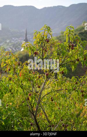 Rotwein Pfirsiche, Erntezeit in der Region Calmont am Moseltal, Pfirsiche auf Weinbergen in Deutschland Stockfoto