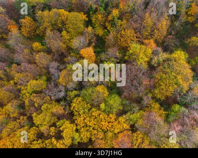 Lebhafter Herbstwald von oben mit dichtem bunten Laub Stockfoto