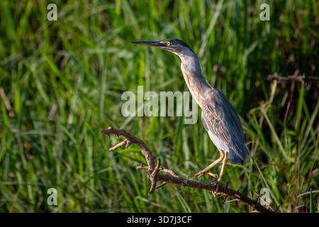 Streifenreiher (Butorides striata), hoch am Fluss Stockfoto