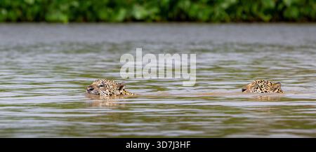 Zwei Jaguare, Panthera onca, schwimmen im Fluss im Pantanal, Brasilien Stockfoto