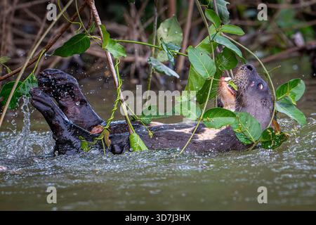 Gefährdeter Riesenfluss Otter (Pteronura brasilienis), der mit der Vegetation im Fluss spielt Stockfoto