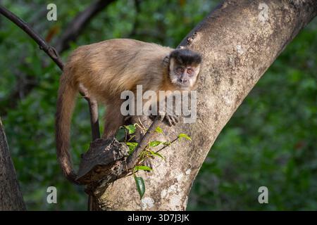 Kapuzenaffe; Cebus apella, Pantanal, Brasilien Stockfoto
