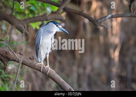Schwarz-gekrönter Nachtreiher (Nycticorax Nycticorax) Stockfoto