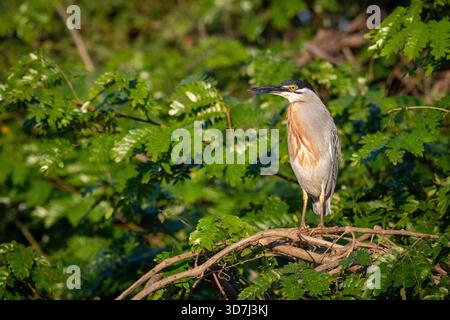 Streifenreiher (Butorides striata), hoch am Fluss Stockfoto