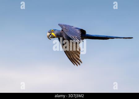 Hyazinthenaras (Anodorhynchus hyacinthinus) im Flug. Stockfoto