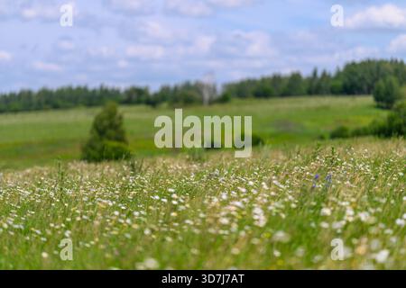 Eine atemberaubend schöne Wiese mit einer vielfältigen Vielfalt an lebendigen Wildblumen, üppigem Grün, unter einem ruhigen Himmel Stockfoto
