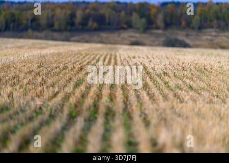 Ein ruhiger Blick auf ein ausgedehntes Ackerfeld mit gepflegten Reihen üppiger Pflanzen unter einem klaren blauen Herbsthimmel Stockfoto
