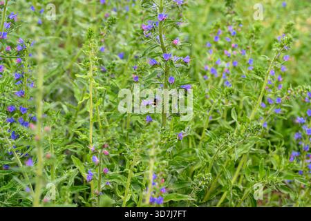 Ein üppiges Feld voller atemberaubender lila Wildblumen, elegant eingerahmt von leuchtendem grünem Laub und verschiedenen Pflanzen Stockfoto