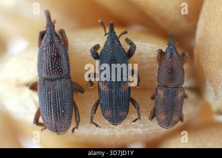 Drei Arten von Käfern, die weltweit bedeutendsten Schädlinge von gelagertem Getreide. Von links: Weizenkäfer, Maiskäfer und Reiskäfer. Stockfoto