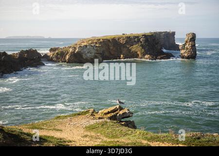 Eine Möwe thront auf einem Felsen im Vordergrund mit einer felsigen Halbinsel und offenen Atlantikgewässern in der Nähe von Peniche Portugal. Stockfoto