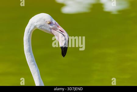 Nahaufnahme des großen Flamingos (Phoenicopterus roseus) mit geschwungenem Hals und schwarzem Schnabel vor verschwommenem grünem Hintergrund. Stockfoto