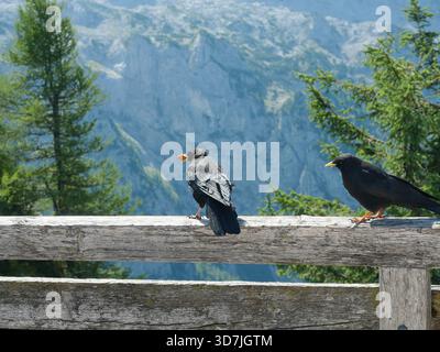 alpenkraut, Pyrrhocorax graculus, mit glänzendem schwarzem Gefieder, gelbem Schnabel und roten Beinen, fotografiert in den Alpen. Nahaufnahme. Stockfoto