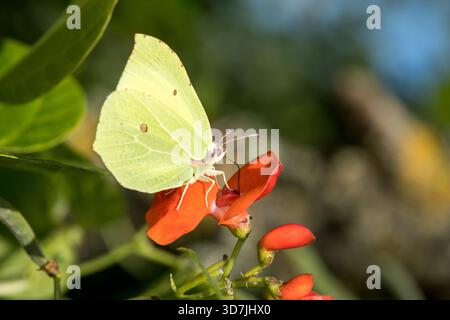 Schwefel-Schmetterling (Gonepteryx rhamni) Ohr Nektaraganst verschwommener Hintergrund mit Kopierraum Stockfoto