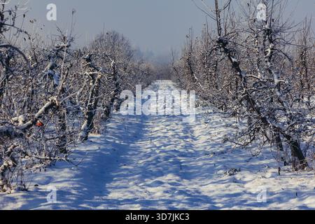Straße im Apfelgarten im Dorf Rogow im Kreis Brzeziny, Woiwodschaft Lodzkie in Polen Stockfoto