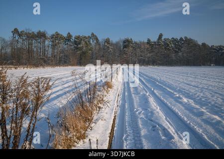 Ländliche Feldstraße im Dorf Rogow in der Woiwodschaft Lodzkie in Polen Stockfoto