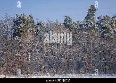Im Winter frostbedeckte Bäume im Dorf Rogow in der Woiwodschaft Lodzkie in Polen Stockfoto