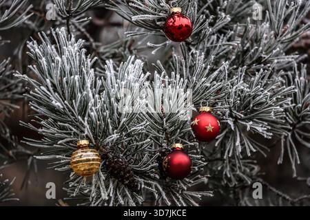 Eiskalte Kiefernnadeln mit roten Weihnachtskugeln bilden eine helle und festliche Komposition für den Winterurlaub. Stockfoto