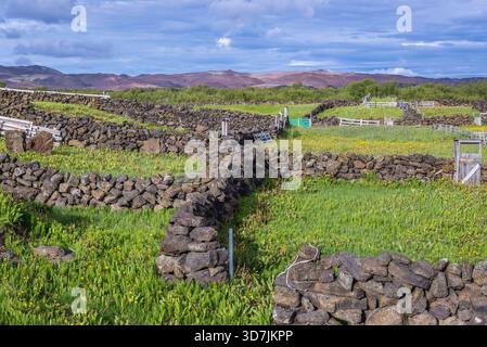 Alte Steinbuchten für Schafe am Rande der Stadt Reykjahlid in der Region Myvatn, im nördlichen Teil Islands Stockfoto