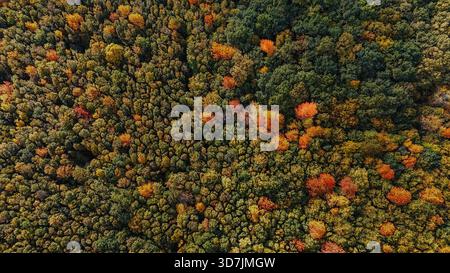 Drohnenansicht eines Waldes im Herbst, in der Nähe von Iași, Rumänien. Dichte Wälder, die in lebhaften saisonalen Farben bedeckt sind, schaffen ein reiches Muster von Baumkronen. Stockfoto