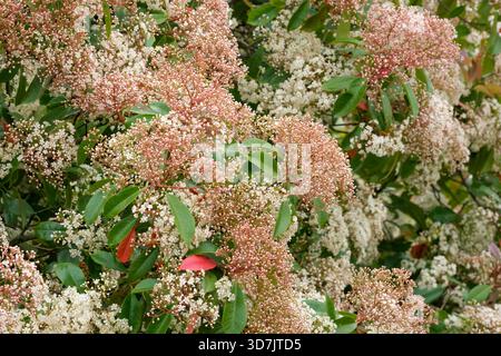 Photinia x Fraseri Rotkehlchen, Weihnachtsbeere Rotkehlchen, Scharen cremeweißer Blüten im Frühjahr Stockfoto