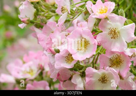 Rose Kew Rambler, Rosa Kew Rambler, mittelrosa einzelne Blüten mit goldenen Staubblättern, mittleres weißes Auge Stockfoto