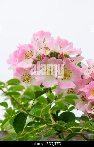 Rose Kew Rambler, Rosa Kew Rambler, mittelrosa einzelne Blüten mit goldenen Staubblättern, mittleres weißes Auge Stockfoto