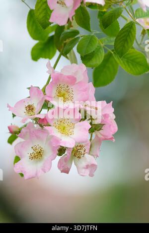 Rose Kew Rambler, Rosa Kew Rambler, mittelrosa einzelne Blüten mit goldenen Staubblättern, mittleres weißes Auge Stockfoto