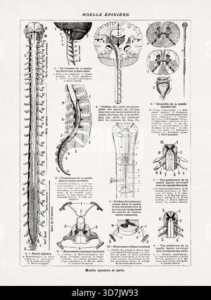 Medizinische Illustration von René Leblond, die die Anatomie des Rückenmarks und der Nerven aus einem alten französischen Wörterbuch zeigt. Stockfoto