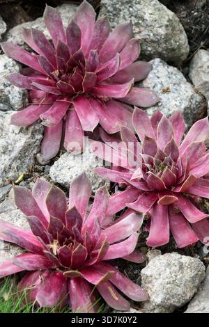 Sukkulenten Pflanzen Houseleeks Sempervivum „Copper Canyon“, die in Steingarten wachsen Stockfoto