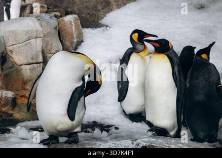 Gruppe von Königspinguinen, die auf Schnee in einem Zoogehege stehen Stockfoto