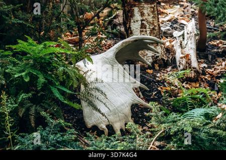 Elchgeweihe liegen auf dem Waldboden zwischen Pflanzen und gefallenen Blättern Stockfoto