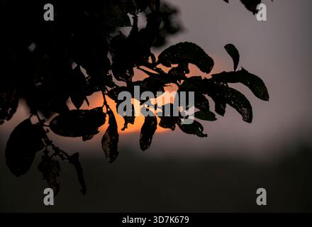 Sonnenaufgang auf den Somerset Levels mit teilweise von Silhouetten verdeckter Sonne bei Sonnenaufgang, Großbritannien. Stockfoto