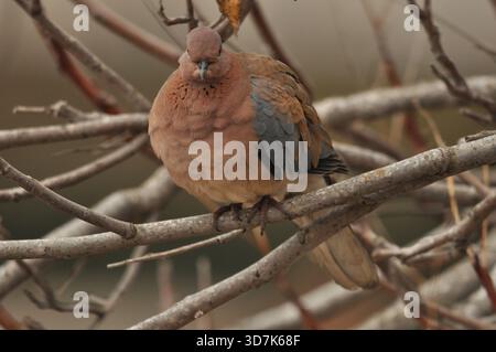 Ein brauner Vogel sitzt am späten Nachmittag auf einem Zweig. Der Körper ist mit einer Mischung aus sanften Farbtönen versehen, die sich mit den nahe gelegenen Zweigen und der ruhigen Atmosphäre abheben Stockfoto