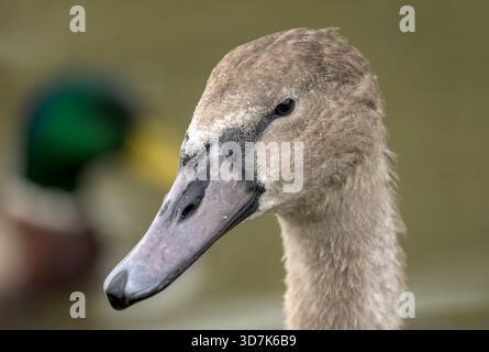 Nahaufnahme des Kopfporträts eines jungen stummen Schwans (cygnet) mit weichem Gefieder, mit einer unscharfen Stockenten im Hintergrund, England, Großbritannien Stockfoto