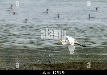 Großer Egret fliegt über dem Blagdon See mit Fischen in der Mündung und Kormoranen schwimmen im Hintergrund Stockfoto