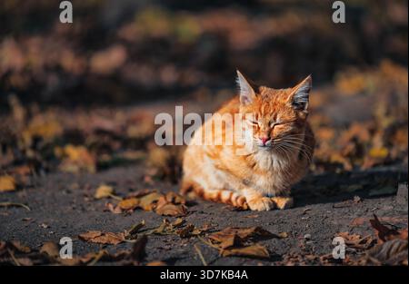 Eine Katze liegt auf dem Boden in einem Laubfeld. Die Katze ist orange und er ist entspannt Stockfoto