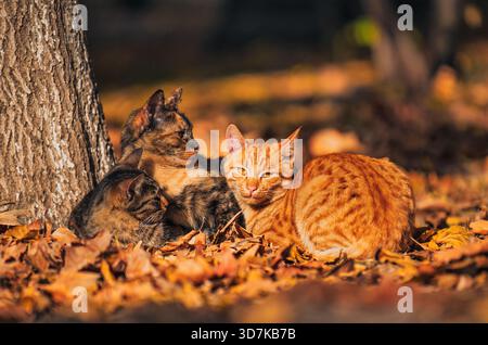 Drei Katzen sitzen auf dem Boden in einem Haufen Blätter. Eine der Katzen ist orange und die anderen zwei schwarz-weiß Stockfoto