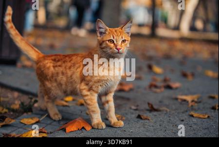 Eine Katze steht im Herbst auf einem Bürgersteig. Die Katze ist orange und hat einen langen Schwanz Stockfoto