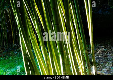 Nahaufnahme der Stämme von Bambus, Phylostachys edulis, einer sehr schnell wachsenden Art Stockfoto