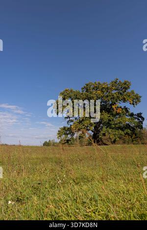 Eine einsame Eiche, deren Laub bei sonnigem Wetter gelb wird, vor blauem Himmel, Natur während des Wechsels in der Herbstsaison Stockfoto