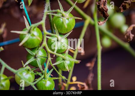 Reife und unreife Kirschtomaten, die auf einer Weinrebe im Garten wachsen. Stockfoto