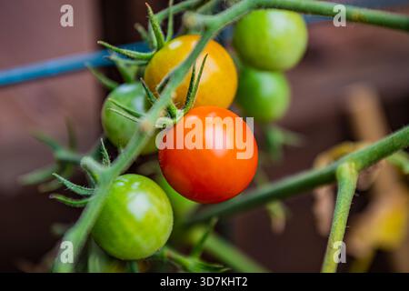 Reife und unreife Kirschtomaten, die auf einer Weinrebe im Garten wachsen. Stockfoto
