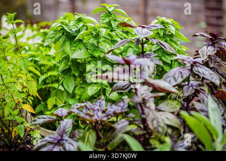 Frische grüne und violette Basilikumpflanzen wachsen zusammen in einem Garten. Stockfoto