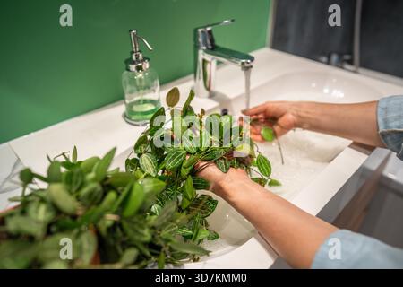 Die Frau wäscht Dischidia ovata-Zimmerpflanze sanft mit warmem Wasser und Seife im Waschbecken, um Staub von den Blättern zu entfernen und Spinnenmilbenschädlinge zu verhindern. Pflanzenpflege – Staub entfernen, Befeuchtung Stockfoto