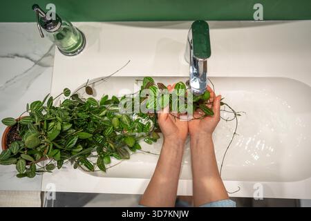 Die Frau wäscht Dischidia ovata-Zimmerpflanze sanft mit warmem Wasser und Seife im Waschbecken, um Staub von den Blättern zu entfernen und Spinnenmilbenschädlinge zu verhindern. Pflanzenpflege – Staub entfernen, Befeuchtung Stockfoto