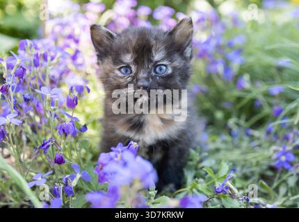 Niedliches, zwei Monate altes Kätzchen sitzt in einem Blumenbeet zwischen einer Vielzahl kleiner Fliederblüten. Schöne Postkarten, die Harmonie der Natur, Zärtlichkeit. Ein Haustier Stockfoto