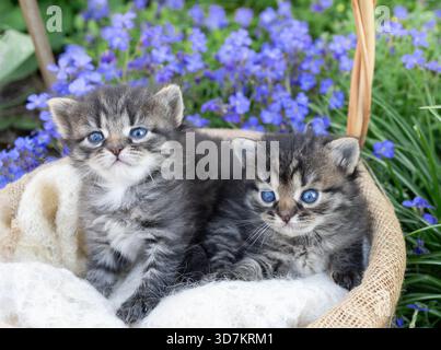 Zwei kleine graubeige gestreifte Kätzchen ähnlicher Farben sitzen nebeneinander in einem Korb, der im Garten zwischen violetten Blumen steht. Druckempfindlichkeit, Stockfoto