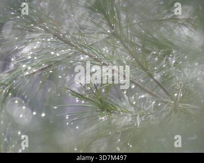 Makro-Nahaufnahme von zarten Kiefernnadeln, die mit glitzernden Wassertropfen bedeckt sind, von schmelzendem Winterfrost und Regen in Massachusetts Stockfoto